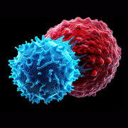 Een korte pauze maakt afweercellen tot sterkere strijders tegen kanker