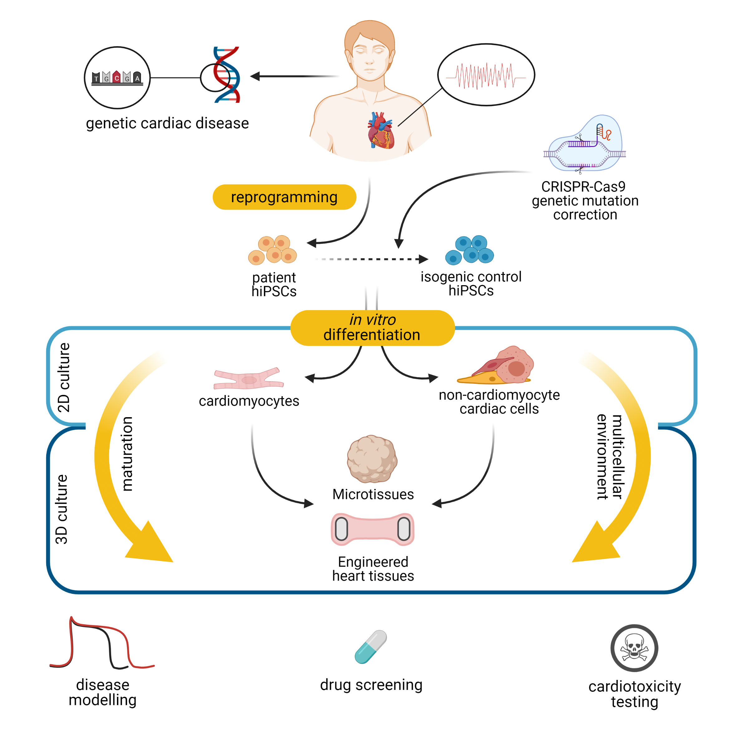 Figure 1 - This figure summarises the Bellin’s lab work and research interests.