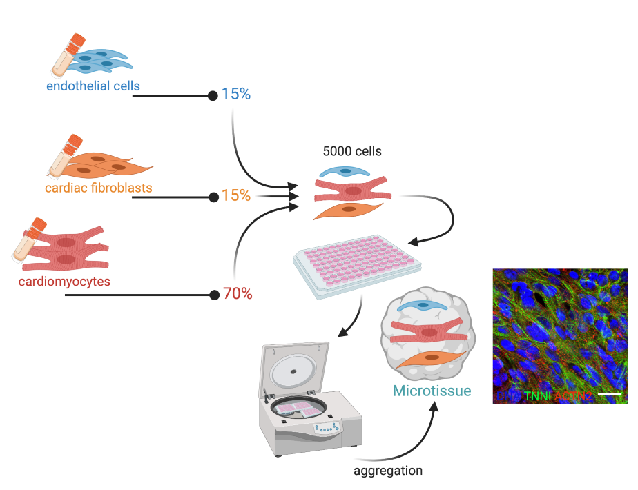 Figure 3 - Schematic overview of the method to develop 3D-cardiac microtissue from hiPSCs.