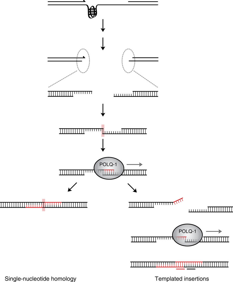 01. Figure 1. A replication fork.jpg