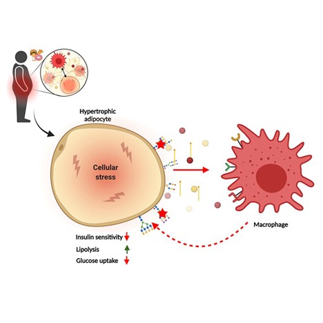 Systemic Immune_4.jpg