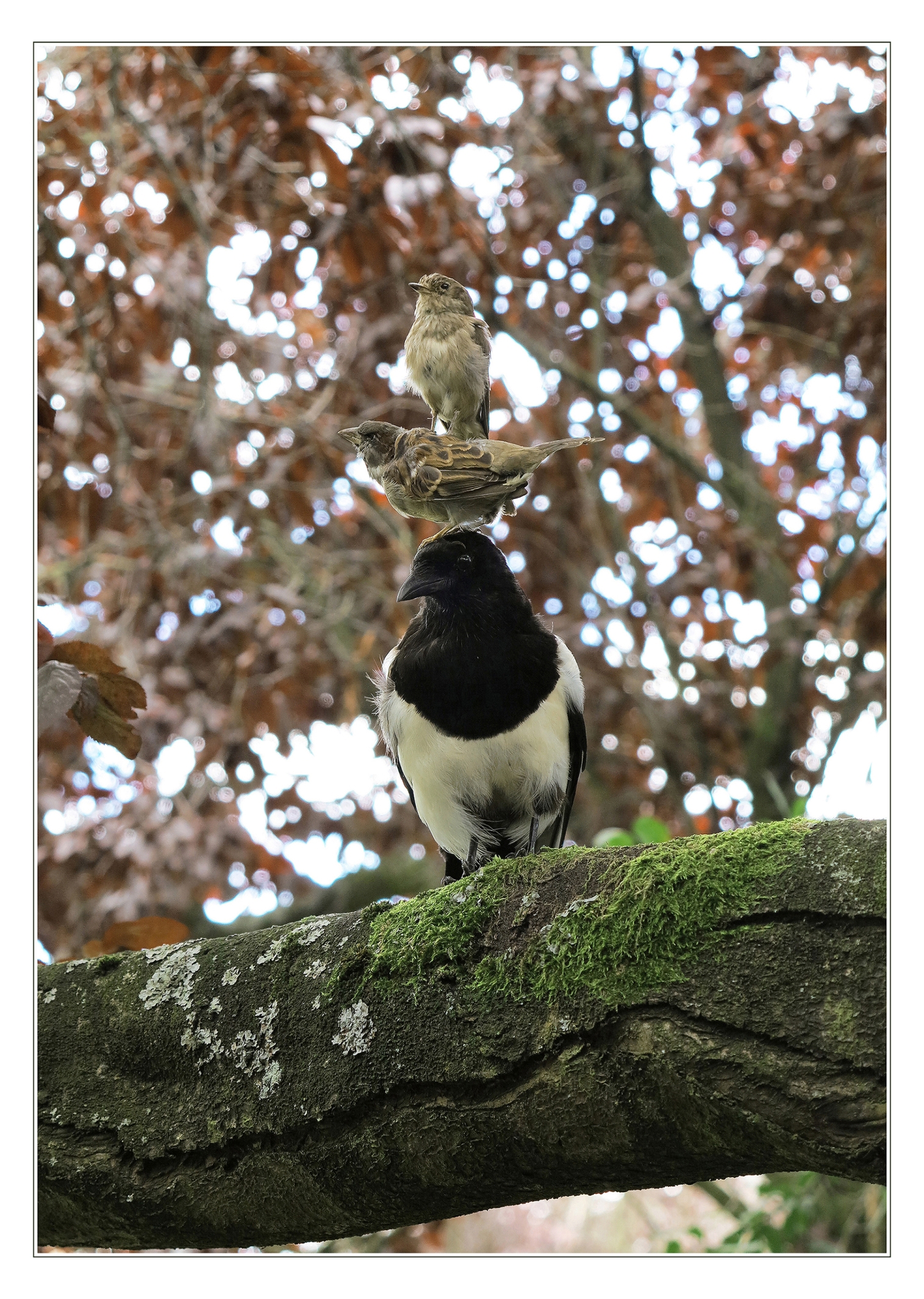 Tentoonstelling Sustainable Nature: Luuk Wilmering - Galerie LUMC 2022 Sustainable Nature, Luuk Wilmering