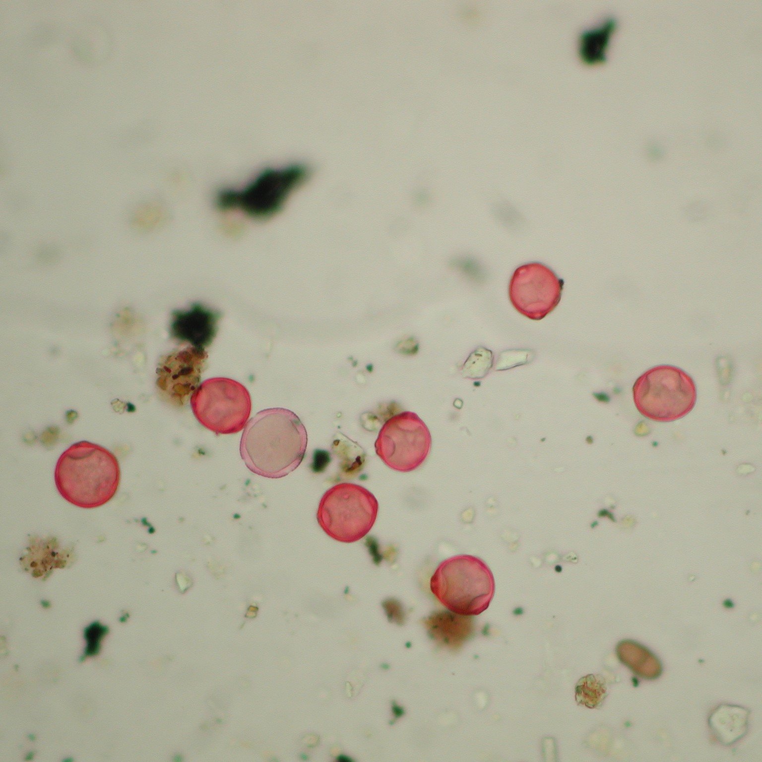 Pollen microscoop.jpg