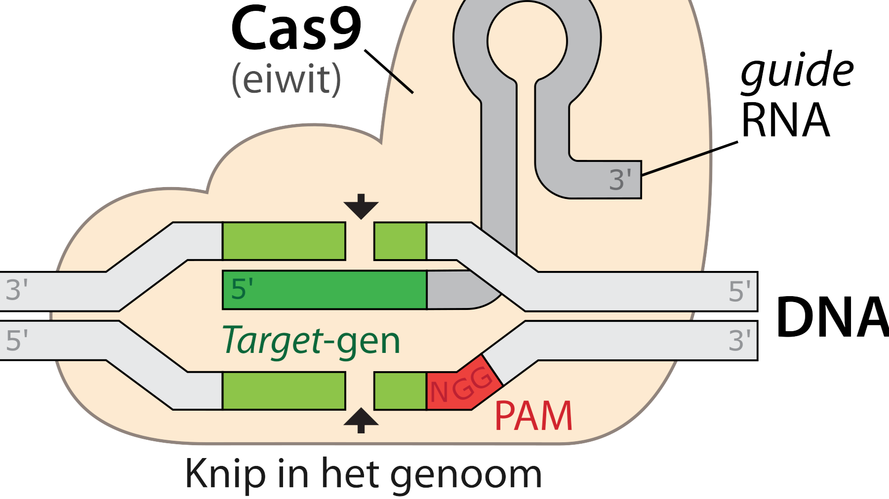 CRISPR-Cas technologie voor regeneratieve geneeskunde