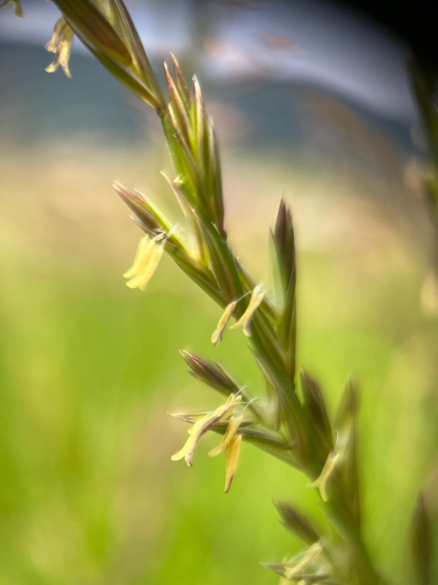 Gras foto.jpg