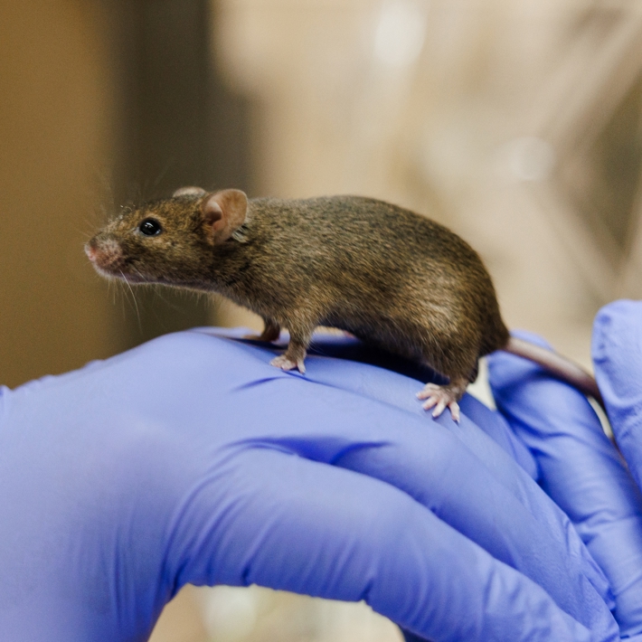 Mouse in research situation