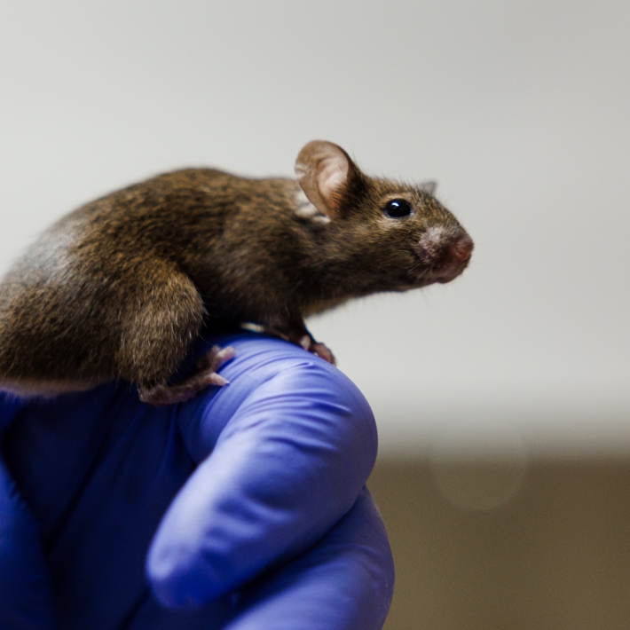 Mouse in research situation