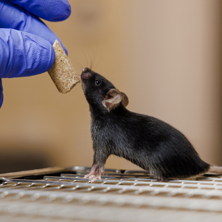 Mouse in research situation