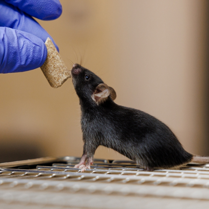 Mouse in research situation
