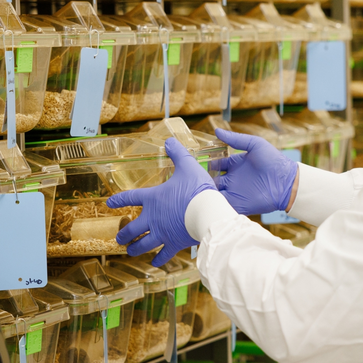 Individual ventilated cages at the animal facility in the LUMC