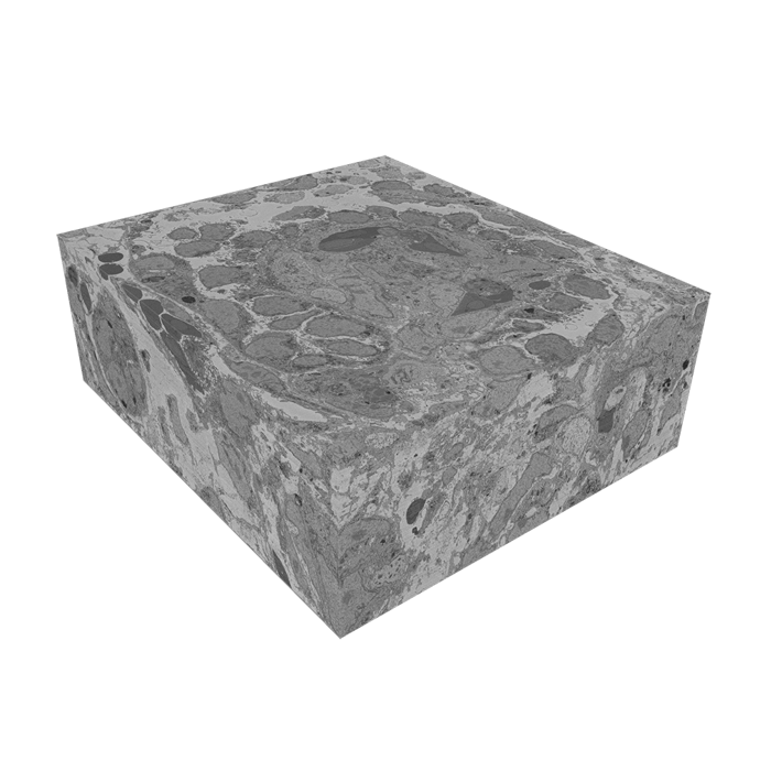 Volume SEM image of a kidney organoid