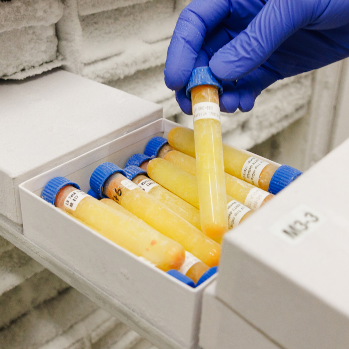 Lentivirus production, produced batch